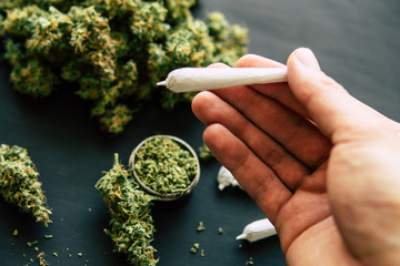 hand with trichomes and crushed weed in a grinder for chopping a canapis on a black table joint of...