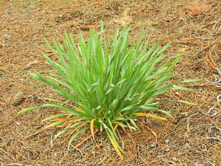 Sea Daffodil (Pancratium maritimum)