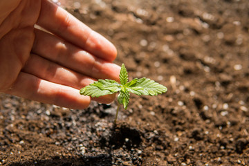 cultivation in an indoor marijuana A small plant of cannabis seedlings at the stage of vegetation...