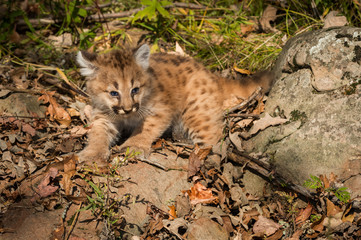 Female Cougar Kitten (Puma concolor) Tries to Look Bigger