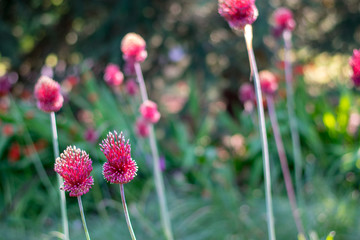 Red, purple and white flowers