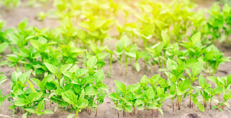 green pepper seedlings in the greenhouse, ready for transplant in the field, farming, agriculture, vegetables, eco-friendly agricultural products, agroindustry, closeup