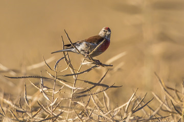 Bluthänfling (Carduelis cannabina)