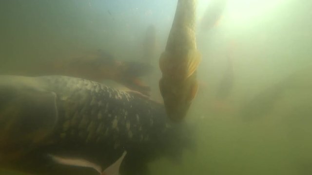 Wild carp swimming under water