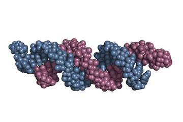 small interfering RNA bound to a messenger RNA, space-filling model. siRNAs are synthetic RNA interference tools used for inducing temporary reduction of mRNA expression. - obrazy, fototapety, plakaty