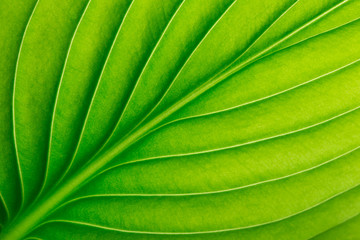  green leaf as background