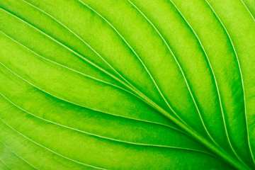  green leaf as background