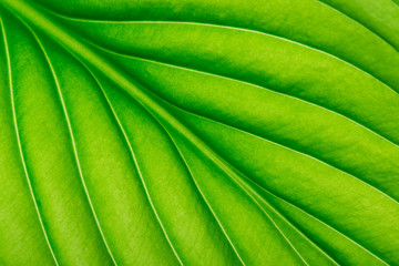  green leaf as background