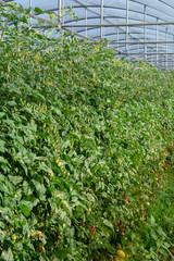 Bio farming in Italy, cultivation of sweet cherry tomatoes in greenhouse, agriculrutal region near Fondi, Lazio, Italy