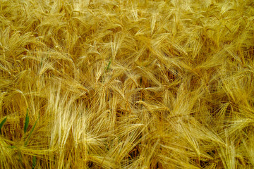 Bio farming, ripe yellow barley plants growing on field, readi to harvest close up, food background