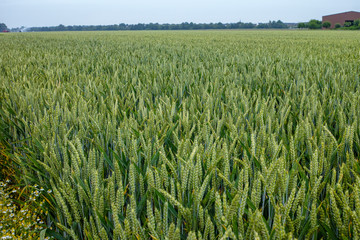 Bio farming, unripe green wheat plants growing on field
