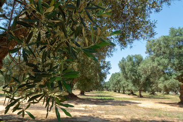 Very old olive trees in Apulia, Italy, famous center of extra virgine olive oil production