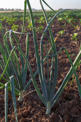 Green onion plants with white bulbs growing on farm field, early morning photo with dew on plants