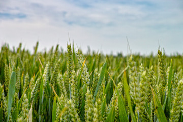 Bio farming, unripe green wheat plants growing on field