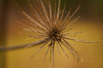 Macro photography of a dry plant in autumn