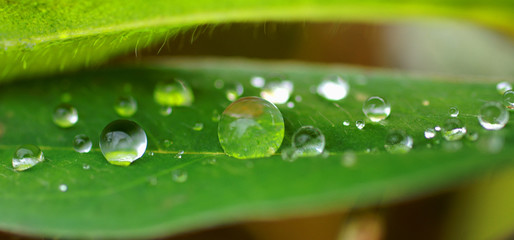 Macro photography of dew drops on grass