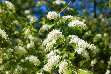 small branch of blossoming bird-cherry tree with fresh spring green leaves