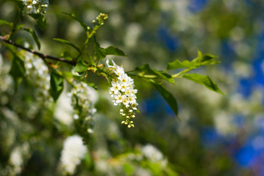small branch of blossoming bird-cherry tree with fresh spring green leaves
