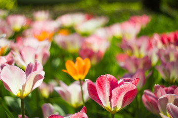 Field of tulips