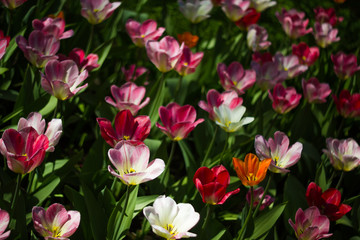 Fototapeta premium Field of tulips