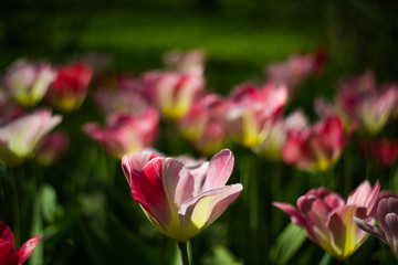 Obraz na płótnie Canvas Field of tulips