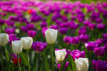 Field of tulips