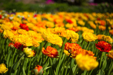 field of tulips