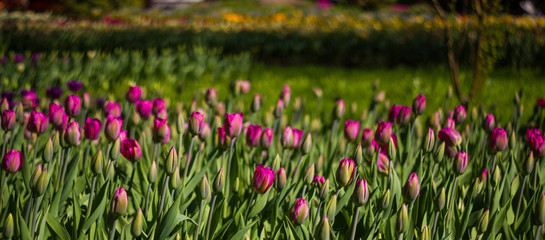 Field of tulips