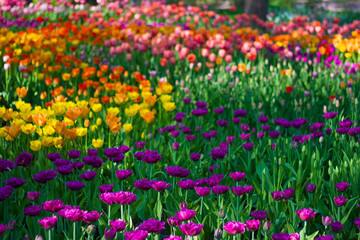 Field of tulips