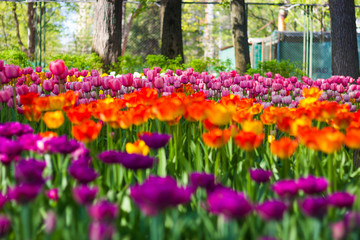 Field of tulips