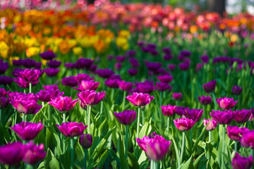 Field of tulips