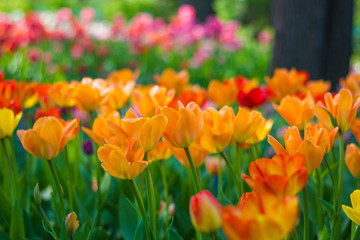 Field of tulips