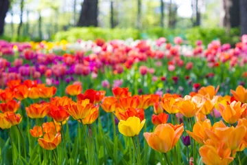 Crédence de cuisine en verre imprimé Tulipe Field of tulips