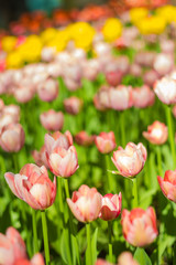 Fototapeta premium Field of tulips