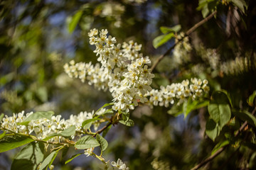 small branch of blossoming bird-cherry tree with fresh spring green leaves