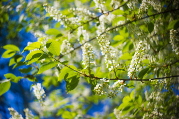 small branch of blossoming bird-cherry tree with fresh spring green leaves