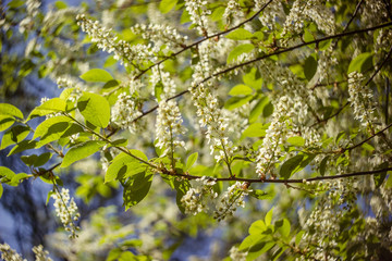 small branch of blossoming bird-cherry tree with fresh spring green leaves