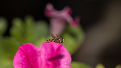 Schwebfliege im Flug