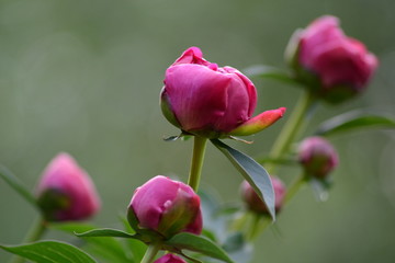 Пионы, цветы, красота 