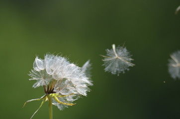 Pusteblume
