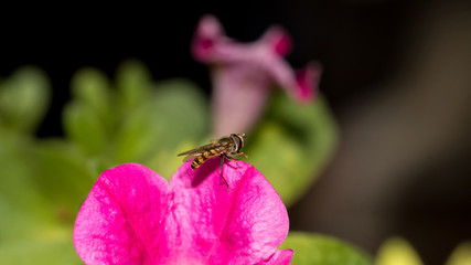 Schwebfliege auf Blume