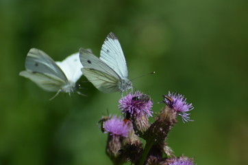 Schmetterlinge