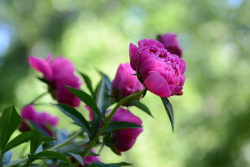 Пионы, цветы, красота 