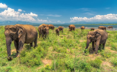 Fototapeta na wymiar A group of elephants.