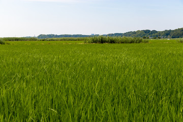 Countryside scenery of Sakura city, Chiba prefecture, Japan