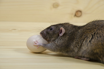 Rat and chicken egg.