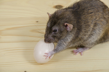 Rat and chicken egg.