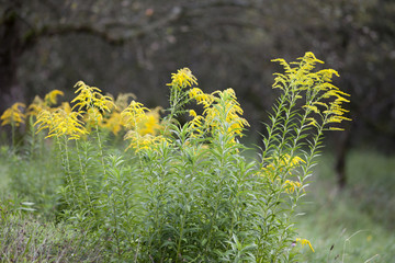 Goldrute Solidago virgaurea