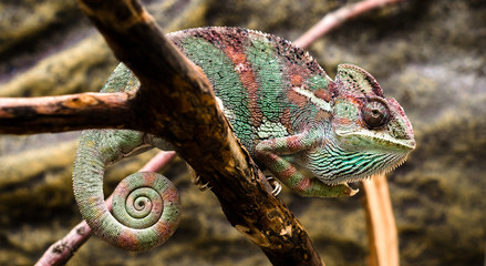 Fototapeta premium bright female Yemen chameleon sits on a branch on a yellow backg