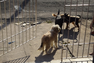 Cachorro a sair de portão aberto